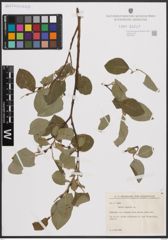 Foto von Salix caprea L.